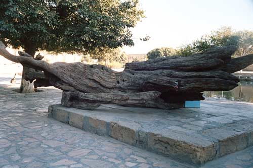 Ритуальное тутовое дерево